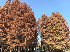 -溱湖国家湿地公园