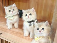 -钦宠·猫咪售卖·洗护·寄养(东圃旗舰店)