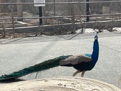 -新疆天山野生动物园