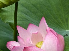 -荔湾湖公园