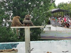 -西霞口神雕山野生动物世界