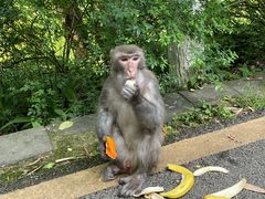 -黔灵山公园