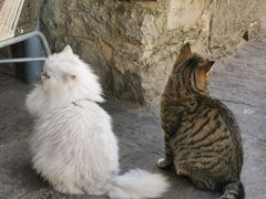 -喵屿·大理花园猫咖