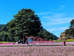 -广州市石门国家森林公园