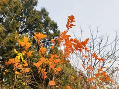 -北京西山国家森林公园