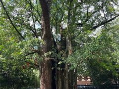 -西湖风景区十里琅珰-五云山