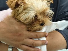 -汪喵宠物医院·骨科心脏影像·犬猫急重症ICU诊疗中心(成华分院)