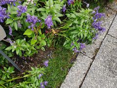 -国家植物园南园