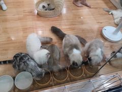 -momokira米努特·德文卷毛猫·棉花面纱犬