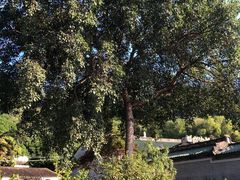 -凤凰山公园-龙王古庙