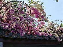 -深圳国际园林花卉博览园