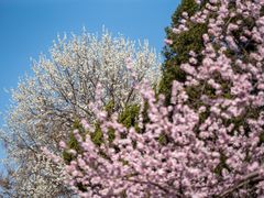 -桃花堤公园