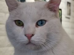 -平行世界·猫咖(首经贸店)