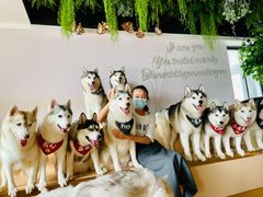 -Husky Go! 哈士奇体验馆·宠物咖啡厅狗咖