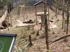 -中国大熊猫保护研究中心雅安碧峰峡基地