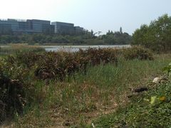 -华侨城湿地公园
