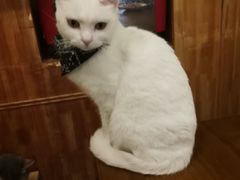 -猫色咖啡·猫咖