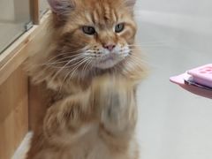 -藏猫猫咖啡主题馆(中央大道店)