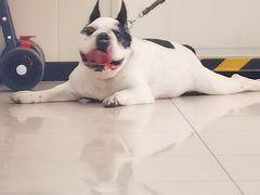 -美联众合动物医院·24h京西诊疗中心