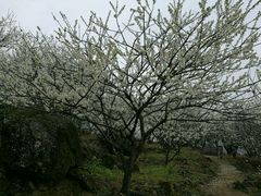 -广州市流溪河国家森林公园