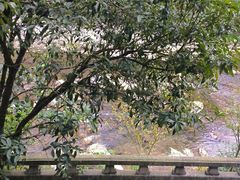 -华冠悠岚·庭院餐厅(青城后山店)