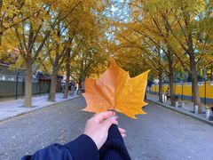 -三里屯东五街银杏大道