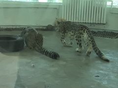 -青藏高原野生动物园