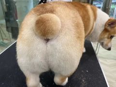 -Pets First伊珊娜洗护·精致美容·家庭式寄养(新会路店)