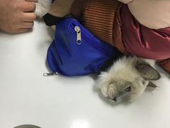 -联萌宠物医院(猫病专科)