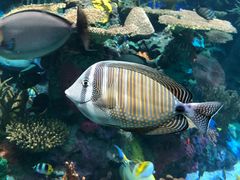 -瑞普利水族馆