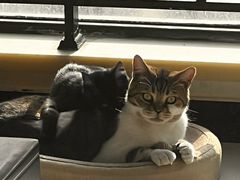 -佑安动物医院·全科·内窥镜中心(幸福巷店)