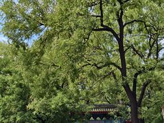 -北京国子监胡同