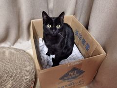 -瑞鹏宠物医院·骨科·猫科·内科(第一中心)