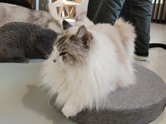 -豆逗聊愈猫阁Easy Life