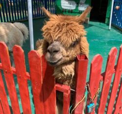 -萌宠亲子动物乐园(槐房万达店)