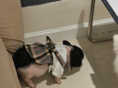 -怪兽屋·羊驼·猫咖·狗咖(俊华广场店)