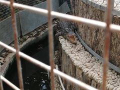 -呀路古热带植物园