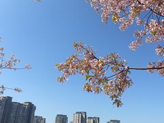 -新江湾城公园
