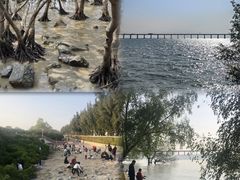 -宝安西湾红树林湿地公园