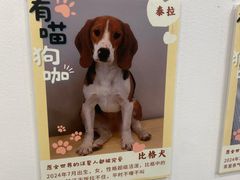 -有喵·猫咖·狗咖·40+猫狗有小奶狗(岗厦店)