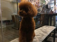 -PETKIT小佩宠物(古北店)