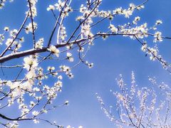 -白水寺森林公园