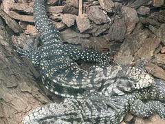 -贵州森林野生动物园
