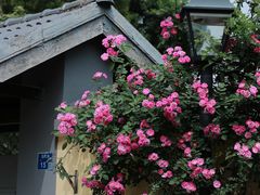 -颐和路民国时期公馆-风貌区