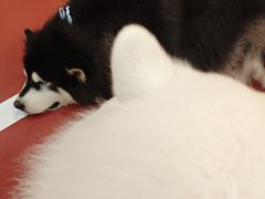 -和它·交个朋友·狗咖猫咖(爱琴海店)