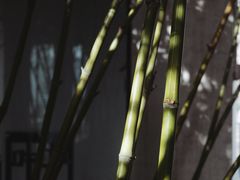 -石家庄市植物园