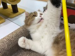 -COLOR PETS 撸猫馆·购猫·猫咖(长风大悦城店)