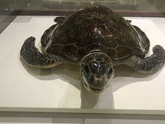 -青岛贝壳博物馆