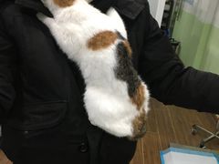 -守诺宠物医院·眼科· 特色牙科·异宠专科(虹口店)