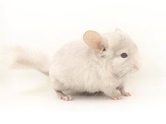 -龙猫仔乐园(惠福东路店)